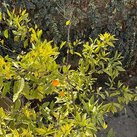 Apartament Urla The Orange House *