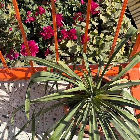 Апартаменты Urla The Orange House - Sanat Sokagi