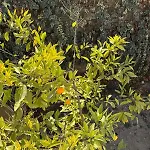 Apartment Urla The Orange House - Sanat Sokagi *