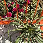 Apartment Urla The Orange House - Sanat Sokagi
