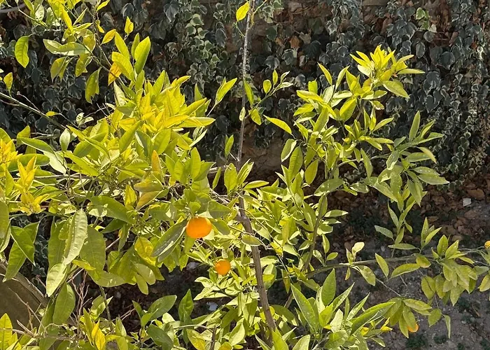 Apartmán Urla The Orange House *