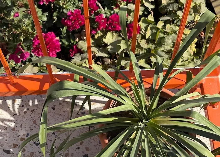 Apartament Urla The Orange House